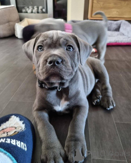 Zdjęcie №3. Staffordshire Bull Terrier szczeniak. Holandia