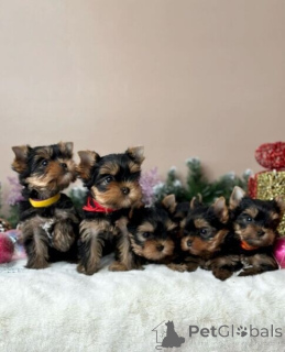 Zdjęcie №1. yorkshire terrier - na sprzedaż w Frankfurt | 1435zł | Zapowiedź №174950
