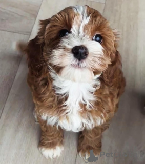 Zdjęcie №3. Urocze szczenięte rasy Labradoodle zaawansowanego kochającego domu!. Polska
