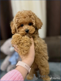 Zdjęcie №1. maltipu - na sprzedaż w Berlin | 3588zł | Zapowiedź №162527