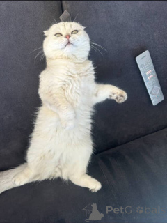 Zdjęcie №2 do zapowiedźy № 157770 na sprzedaż  kot brytyjski krótkowłosy - wkupić się Francja prywatne ogłoszenie