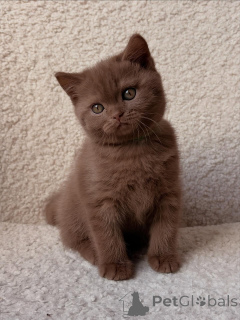 Zdjęcie №3. Piękne kocięta brytyjskie krótkowłose już dostępne. Niemcy