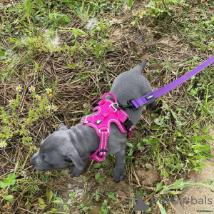 Zdjęcie №3. Staffordshire Bullterrier-Mix-Welpen... Kontakt przez WhatsApp poniżej 44 7453. Niemcy