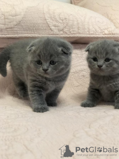 Zdjęcie №4. Sprzedam scottish fold w Bremen.  - cena - Bezpłatny