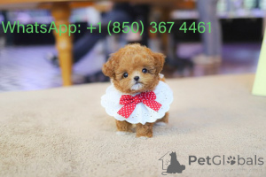 Zdjęcie №4. Sprzedam pudel (zabawka) w Boise. hodowca - cena - negocjowane