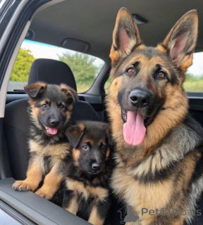 Zdjęcie №1. owczarek niemiecki - na sprzedaż w Kolonia | negocjowane | Zapowiedź №158378