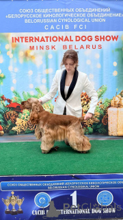 Zdjęcie №1. Usługi krycia - rasa: cocker spaniel angielski. Cena - negocjowane