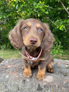 Zdjęcie №2 do zapowiedźy № 158456 na sprzedaż  jamnik - wkupić się Włochy hodowca