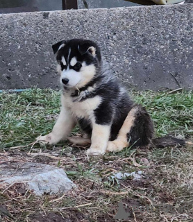 Zdjęcie №3. Szczenięta Siberian Husky wyszkolone na nocnik,. Niemcy