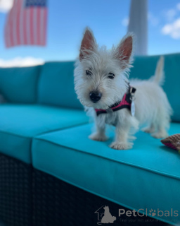 Zdjęcie №2 do zapowiedźy № 144443 na sprzedaż  terier szkocki - wkupić się USA hodowca