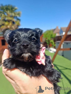 Zdjęcie №1. yorkshire terrier - na sprzedaż w Estringen | 2774zł | Zapowiedź №175715