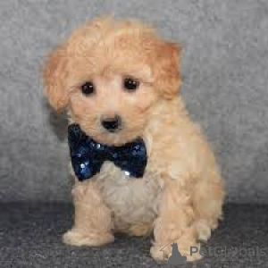 Zdjęcie №3. Sprzedam szczenięta Maltipoo. Niemcy