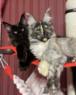 Zdjęcie №4. Sprzedam maine coon w Brighton i Hove. hodowca - cena - negocjowane