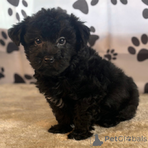 Zdjęcie №3. Yorkshire Terrier Pies 11 tygodni Gotowy do domu. USA