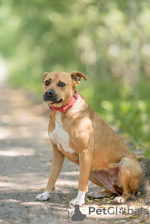 Dodatkowe zdjęcia: Pies rasy Staffordshire Terrier Eva
