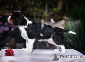 Dodatkowe zdjęcia: Cavalier King Charles Spaniel