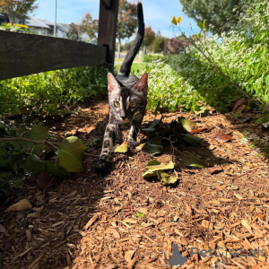 Zdjęcie №1. kot bengalski - na sprzedaż w Lugano | 3588zł | Zapowiedź № 152714