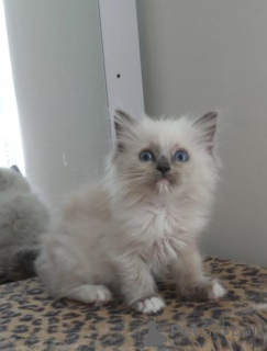 Zdjęcie №3. Wunderschöne GCCF-registrierte Ragdoll-Kätzchen... Skontaktuj się z nami przez. Niemcy