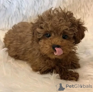 Zdjęcie №3. Urocze szczenięta golden retrievera do adopcji. Polska