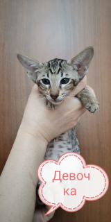 Zdjęcie №2 do zapowiedźy № 2284 na sprzedaż  kot orientalny - wkupić się Federacja Rosyjska 