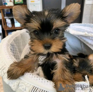 Zdjęcie №3. Kup swoje piękne, zaszczepione szczenięta Yorkshire Terrier, które są teraz. Holandia