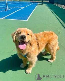 Zdjęcie №1. golden retriever - na sprzedaż w Texas City | negocjowane | Zapowiedź №136179