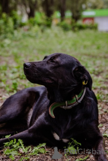 Zdjęcie №4. Sprzedam pies nierasowy w Moskwa. prywatne ogłoszenie - cena - Bezpłatny