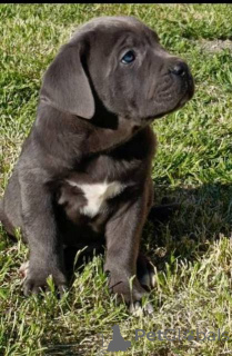 Zdjęcie №2 do zapowiedźy № 169059 na sprzedaż  cane corso - wkupić się Serbia 