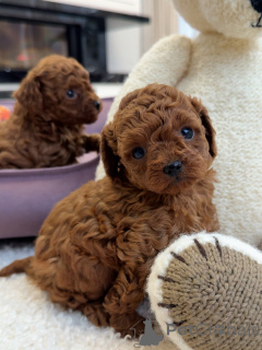 Zdjęcie №2 do zapowiedźy № 156540 na sprzedaż  pudel (zabawka) - wkupić się Niemcy hodowca