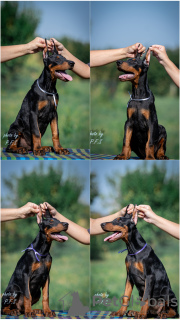 Zdjęcie №1. doberman - na sprzedaż w Belgrad | negocjowane | Zapowiedź №113900