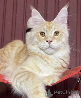 Zdjęcie №1. maine coon - na sprzedaż w Bellaire | 3244zł | Zapowiedź № 161670