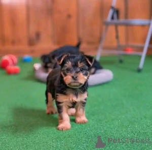 Zdjęcie №1. yorkshire terrier - na sprzedaż w Darmstadt | 1196zł | Zapowiedź №172071