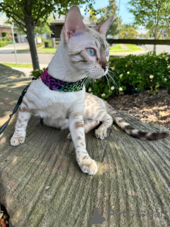 Zdjęcie №2 do zapowiedźy № 152643 na sprzedaż  kot bengalski - wkupić się Szwajcaria prywatne ogłoszenie