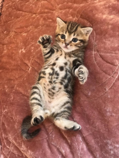 Zdjęcie №4. Sprzedam scottish straight, scottish fold w Moskwa. prywatne ogłoszenie, hodowca - cena - 605zł