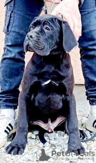 Dodatkowe zdjęcia: Szczenięta Cane Corso