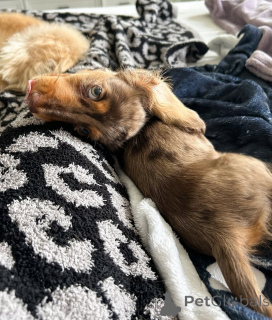 Zdjęcie №4. Sprzedam jamnik w Helsinki. prywatne ogłoszenie, ze schronu - cena - 2392zł