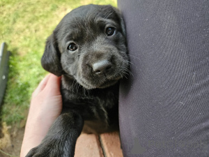 Zdjęcie №3. Kahdeksan mustaa, keltaista/punaista labradorinnoutajan pentua laadukkaassa. Finlandia