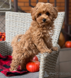 Zdjęcie №3. Piękna wewnątrz i na zewnątrz Bellas ma wygląd, miłość i najsłodsze serce!. Niemcy