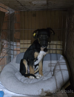 Zdjęcie №3. Ekskluzywna rasa Monkeyrrier. Federacja Rosyjska