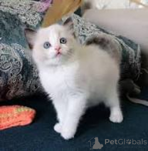 Zdjęcie №3. Myytävänä ragdoll-pentuja. Finlandia