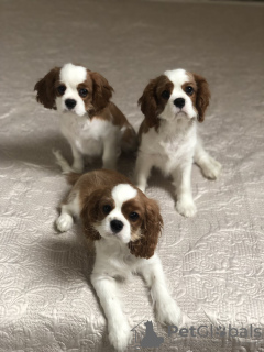 Zdjęcie №3. Szczenięta Cavalier King Charles Spaniel. Białoruś