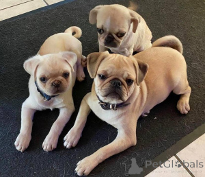 Zdjęcie №1. mops - na sprzedaż w Agia Marina | 4305zł | Zapowiedź №137854