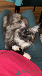 Zdjęcie №3. Hermosos Gatitos Maine Coon Para Adoptción. Hiszpania