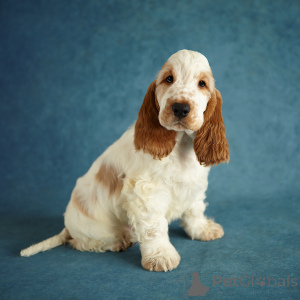 Zdjęcie №1. cocker spaniel angielski - na sprzedaż w Petersburg | 3094zł | Zapowiedź №138654