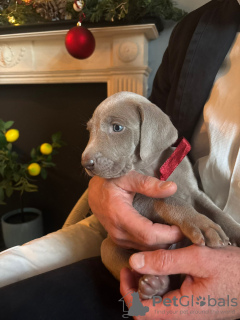 Zdjęcie №3. Lady Dzidzia. Polska