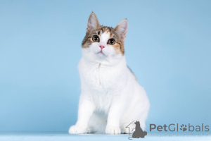 Zdjęcie №4. Sprzedam  w Chimki. prywatne ogłoszenie - cena - Bezpłatny