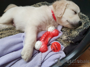 Zdjęcie №3. Już dostępne w sprzedaży szczenięta Golden Retriever z rodziny Championów. Niemcy