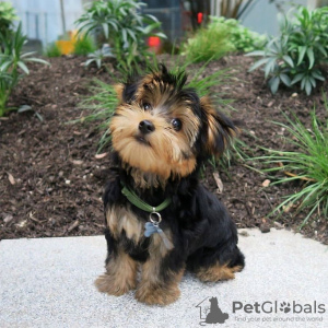 Zdjęcie №1. yorkshire terrier - na sprzedaż w Wilno | negocjowane | Zapowiedź №78169