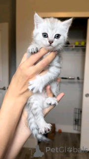 Zdjęcie №3. Europäische Kurzhaarkätzchen Zur Adoption. Niemcy