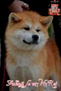 Zdjęcie №1. akita (rasa psa) - na sprzedaż w Chmielnicki | 2930zł | Zapowiedź №73347